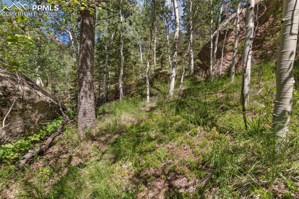 6050 Coffee Pot Road Manitou Springs, CO 80829 - Photo 25 of 34 a view of a yard with plants and large trees