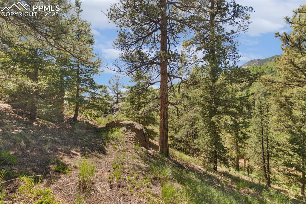 6050 Coffee Pot Road Manitou Springs, CO 80829 - Photo 26 of 34 a view of a tree