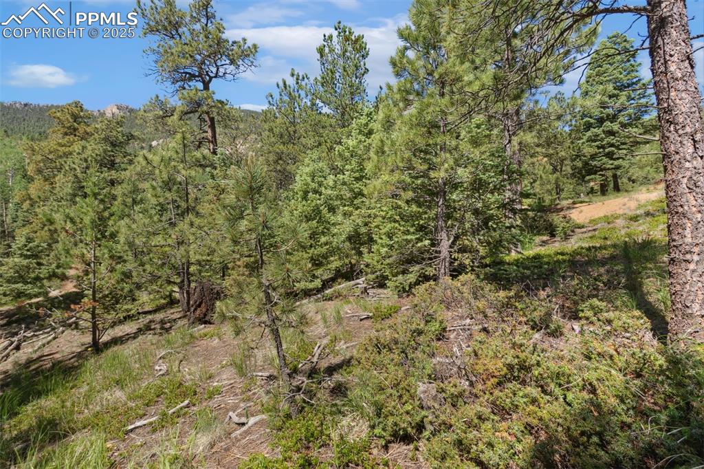 6050 Coffee Pot Road Manitou Springs, CO 80829 - Photo 29 of 34 a view of a forest with a tree