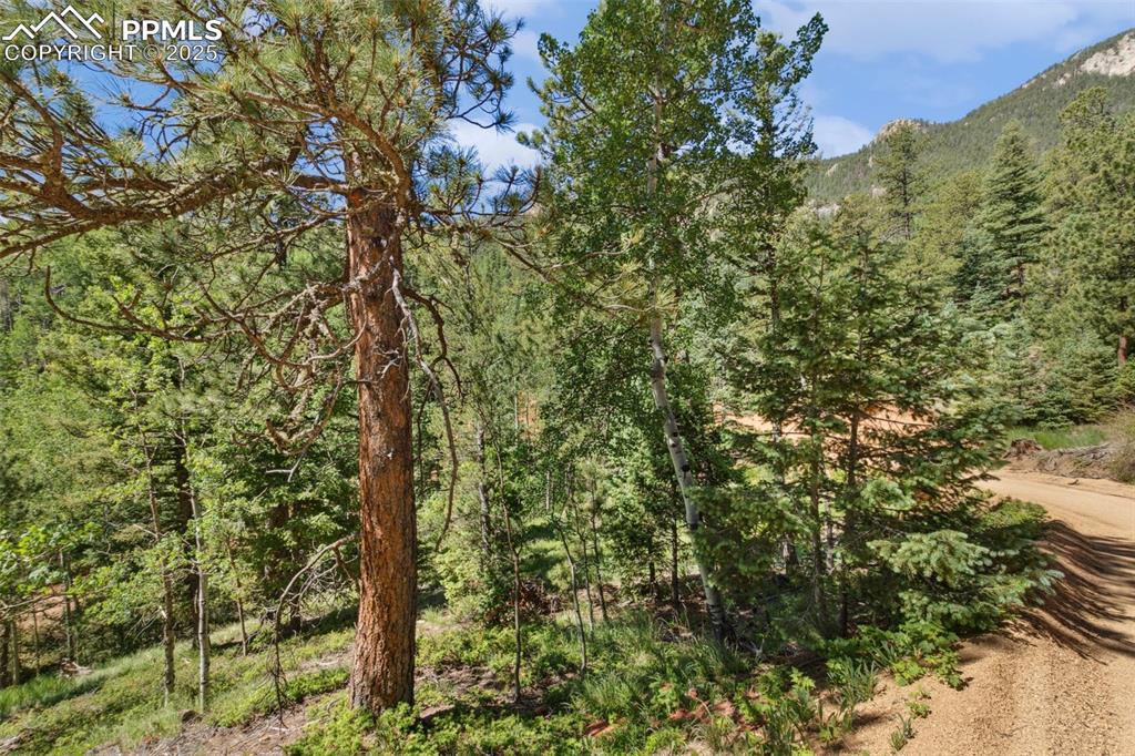 6050 Coffee Pot Road Manitou Springs, CO 80829 - Photo 4 of 34 a view of a forest with a tree