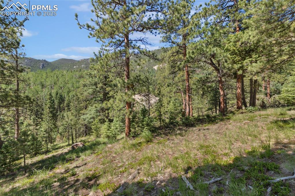 6050 Coffee Pot Road Manitou Springs, CO 80829 - Photo 5 of 34 a view of a yard with plants and trees
