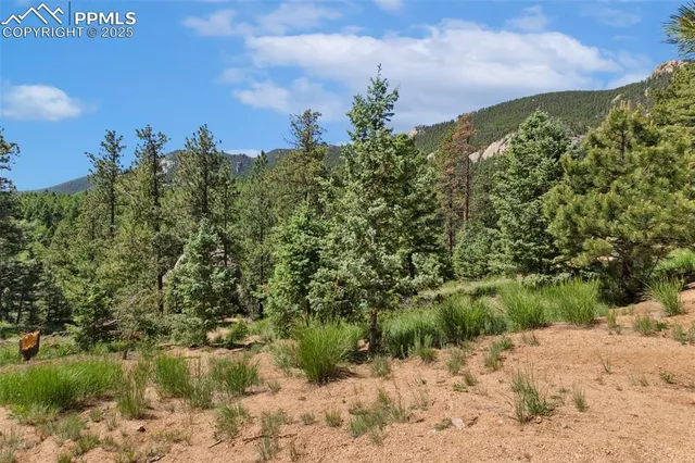 a view of a forest with a street