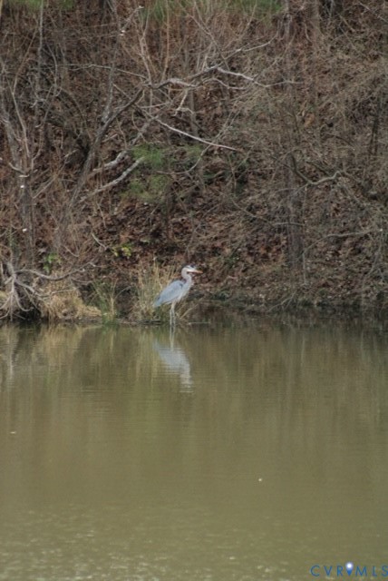 15220 River Road Chesterfield, VA 23838 - Photo 1 of 2 Egret visitor