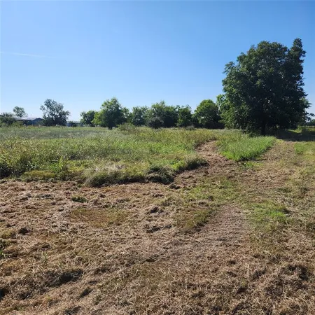 a view of a field with plants and trees