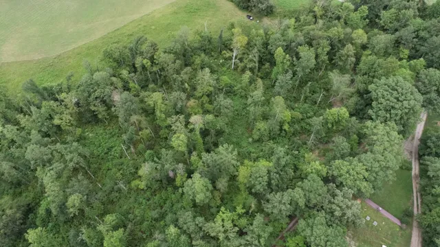 a view of a lush green forest with a street