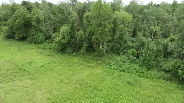 a view of a lush green forest