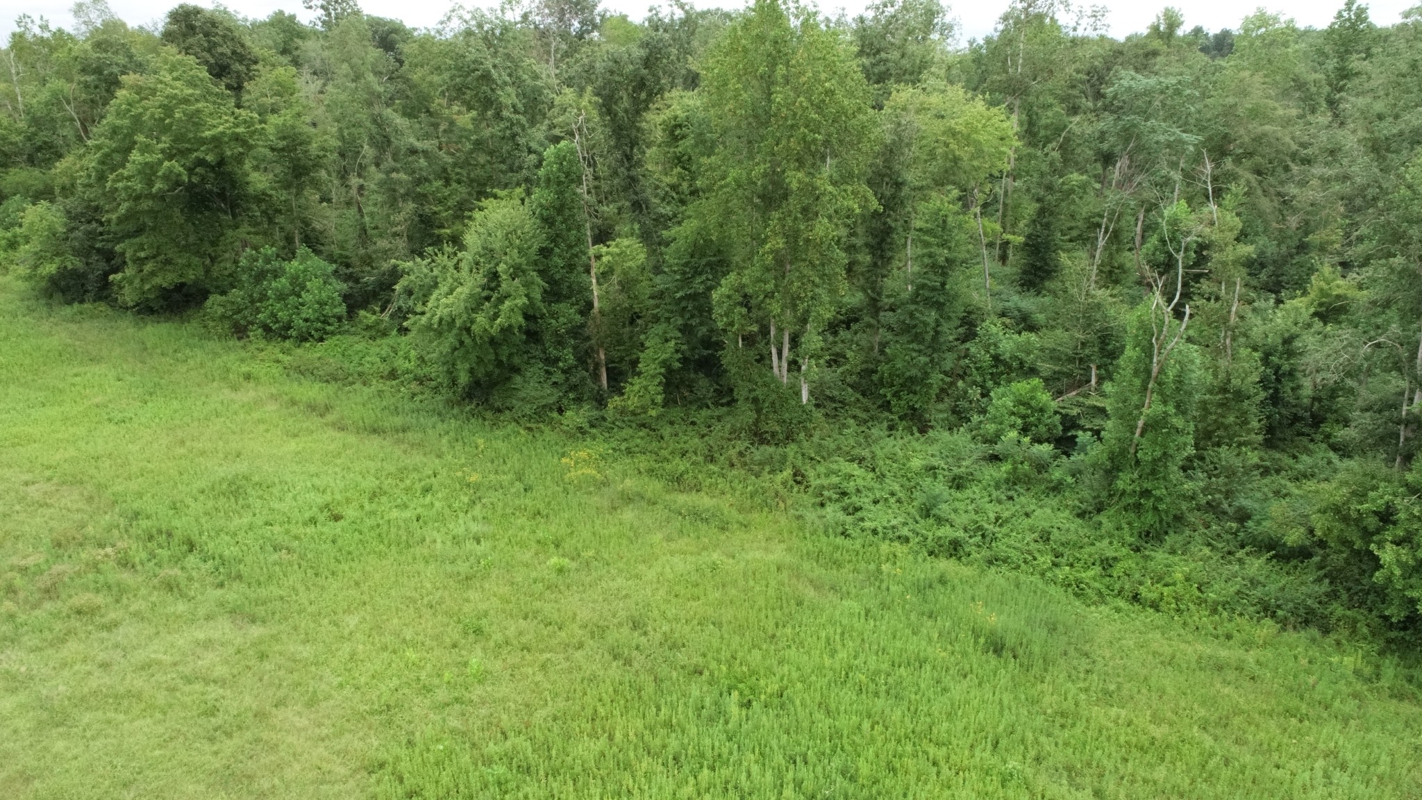 0 Dunn Road Baxter, TN 38544 - Photo 5 of 11 a view of a lush green forest