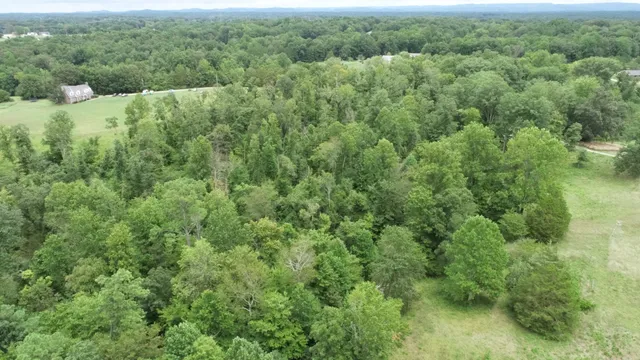 a view of a forest with a street