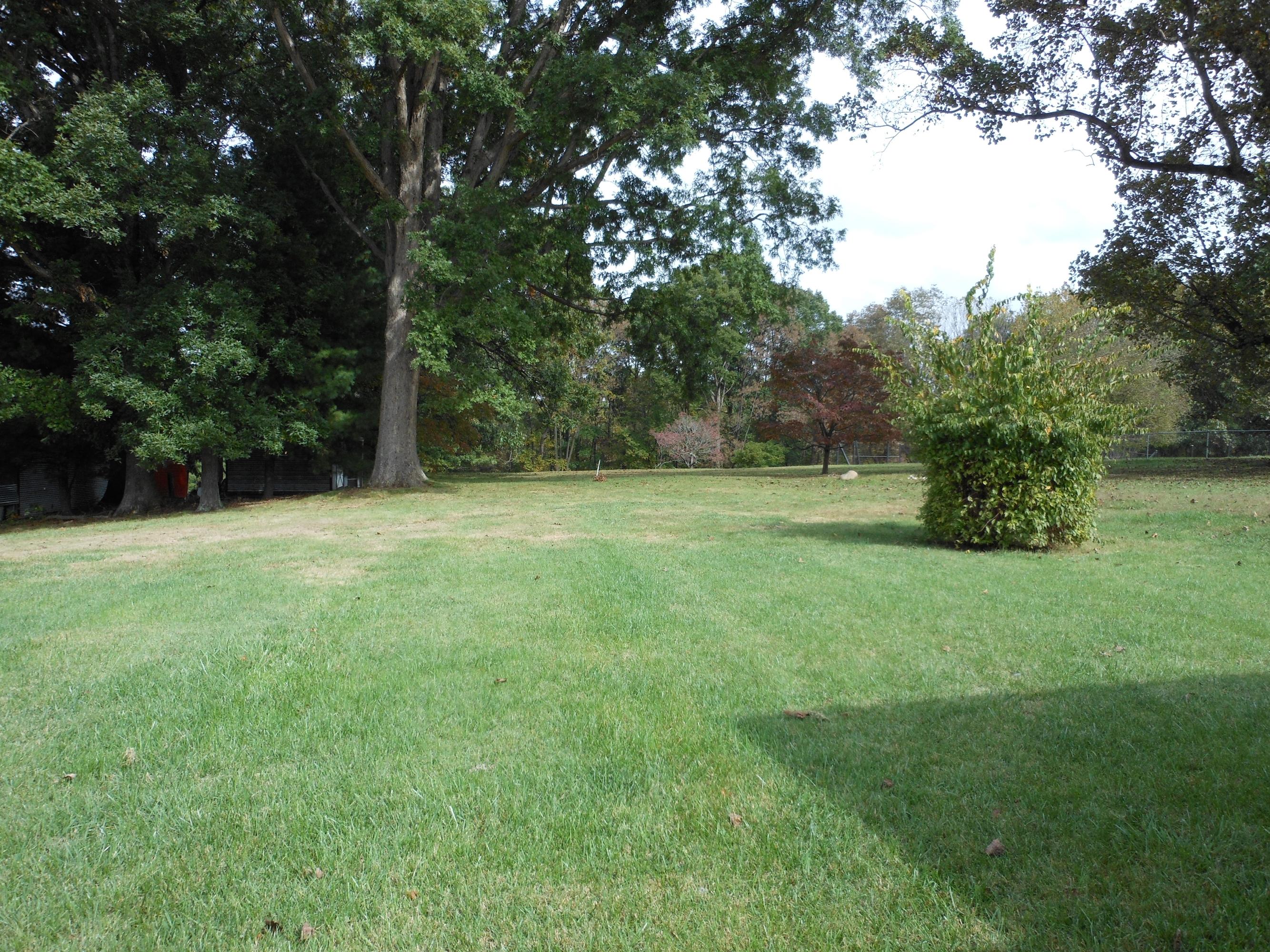 Back yard