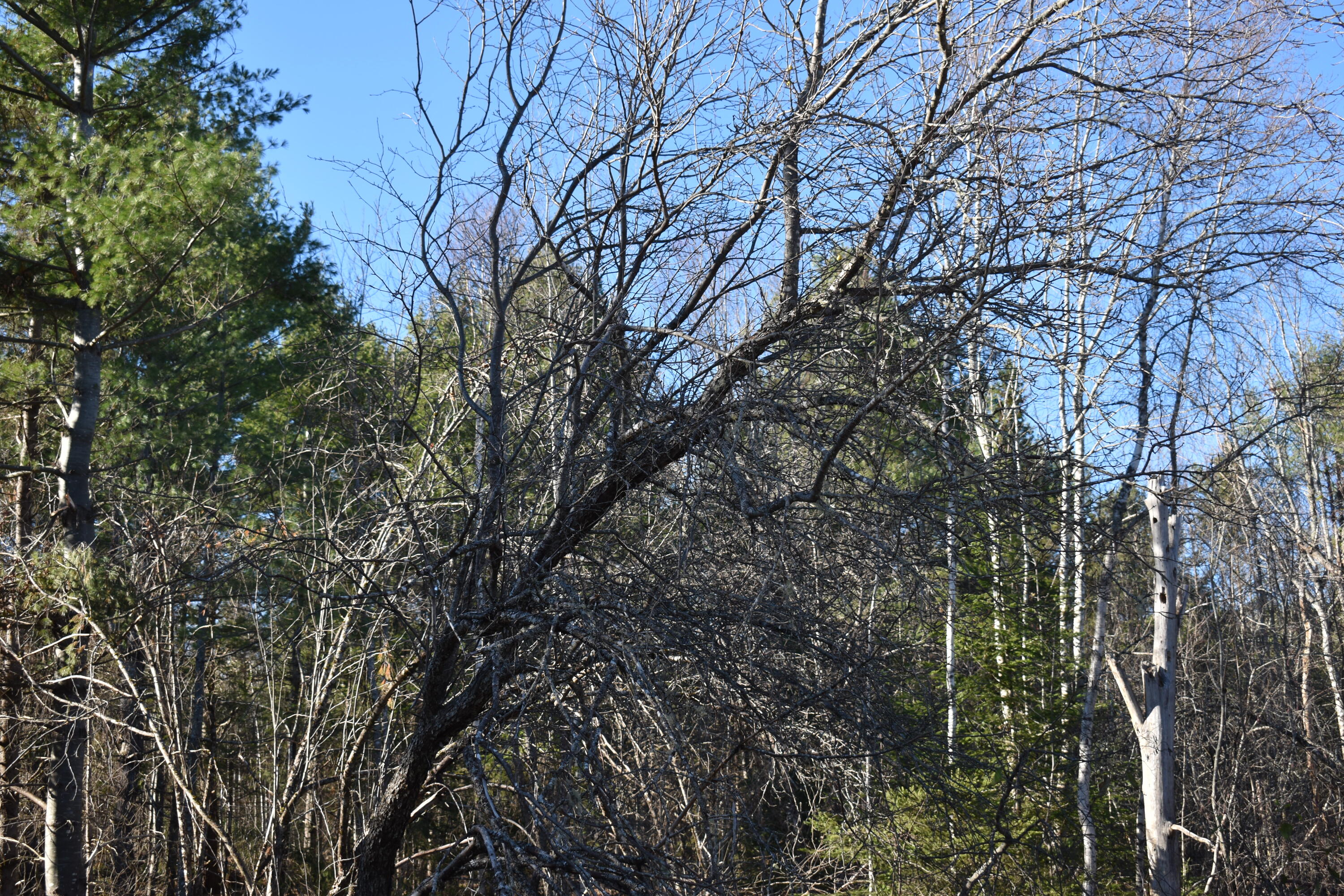 T7 R3 Nbpp Me 04487 Road Springfield, ME 04487 - Photo 2 of 15 DSC_0176