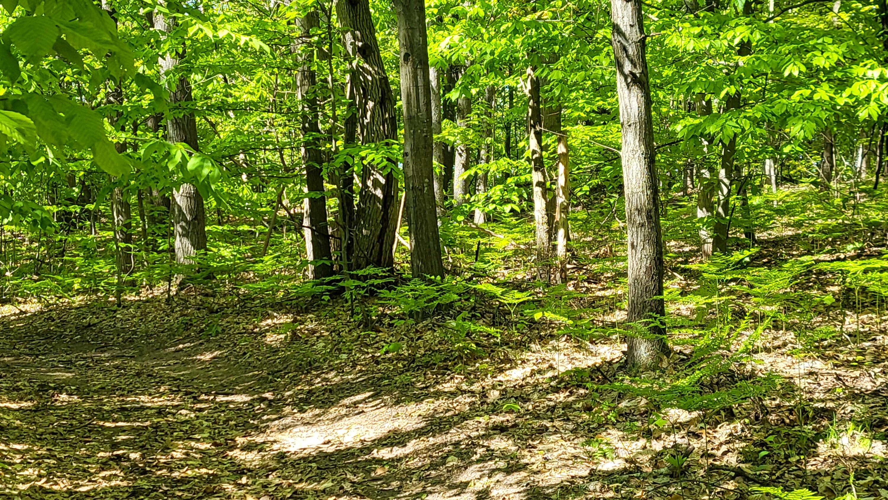 4160 Winter Road Walkerville, MI 49459 - Photo 12 of 22 1000010381