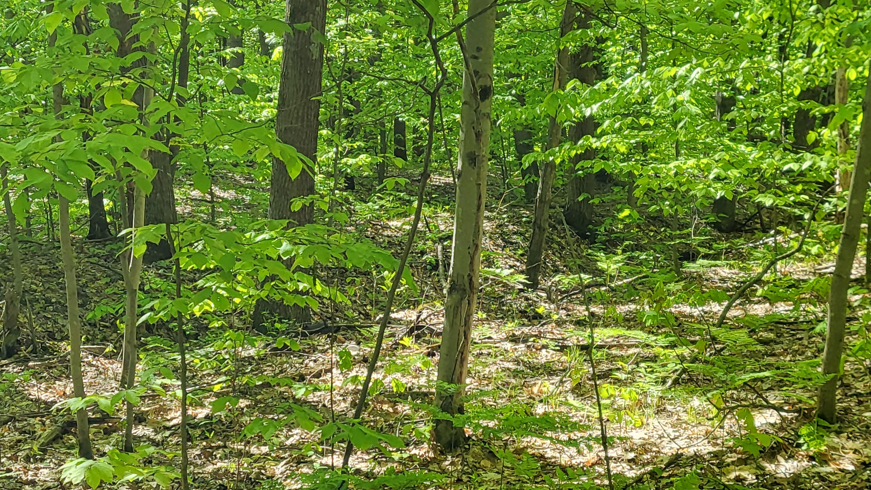 4160 Winter Road Walkerville, MI 49459 - Photo 16 of 22 1000010382