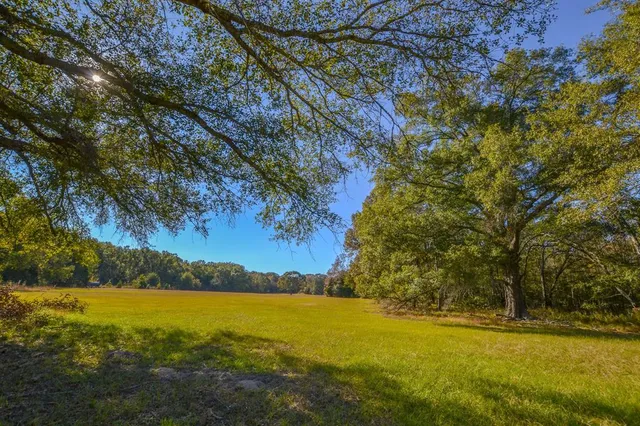 a view of a forest with trees in the background