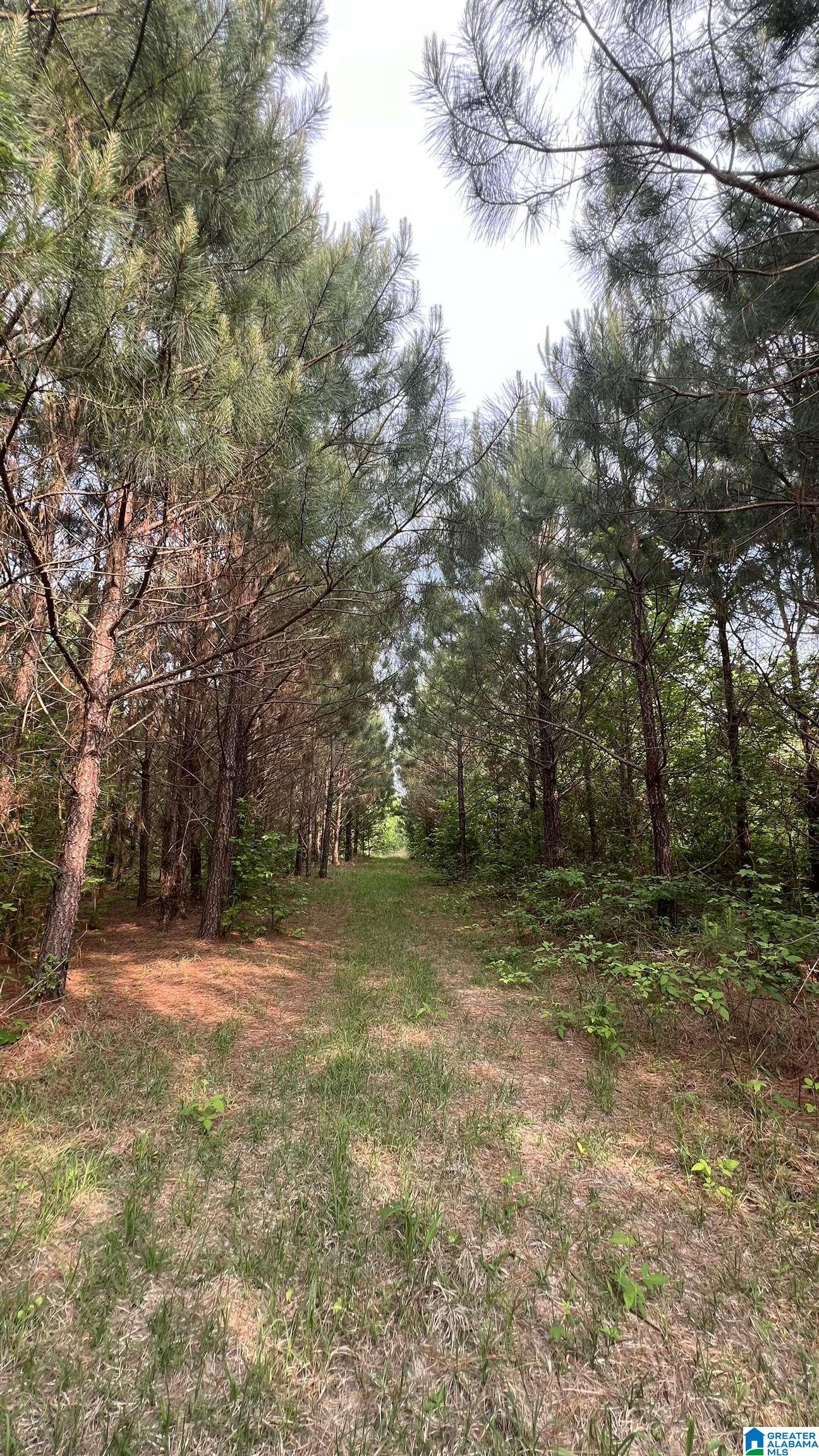 Lot 8 Woods Bend Road, Unit LOT 8 Ragland, AL 35131 - Photo 17 of 28
