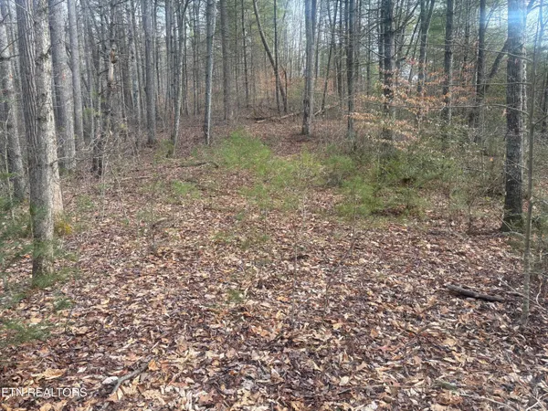 $42,000 | --- Sugar Maple Way, Del Rio, TN 37727