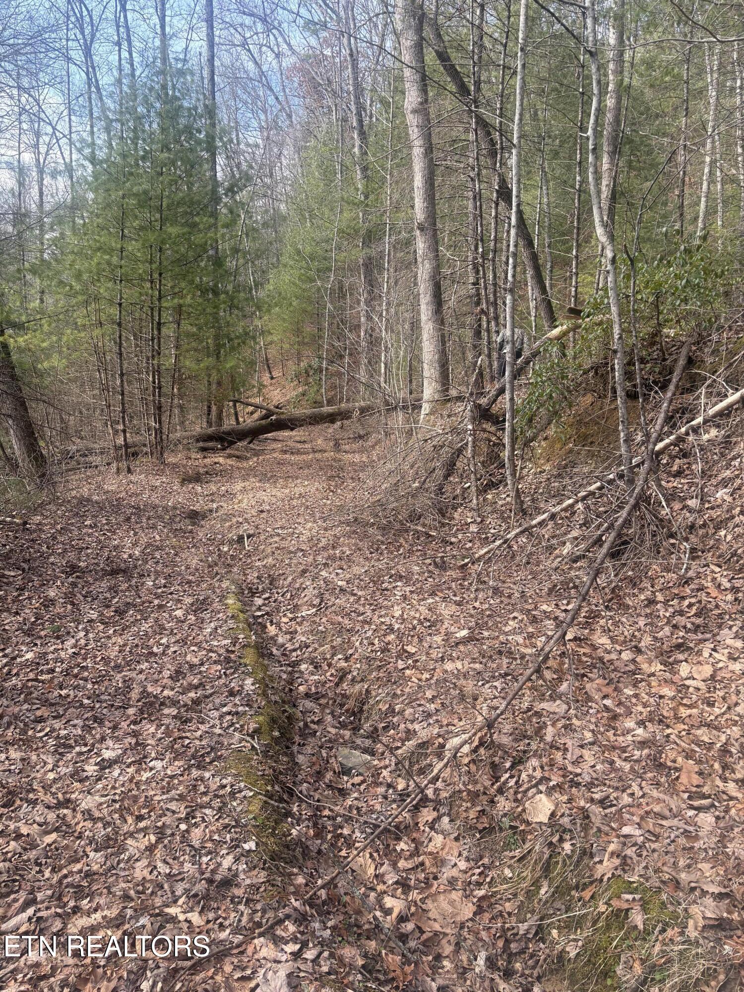 --- Sugar Maple Way Del Rio, TN 37727 - Photo 11 of 25 IMG_7953