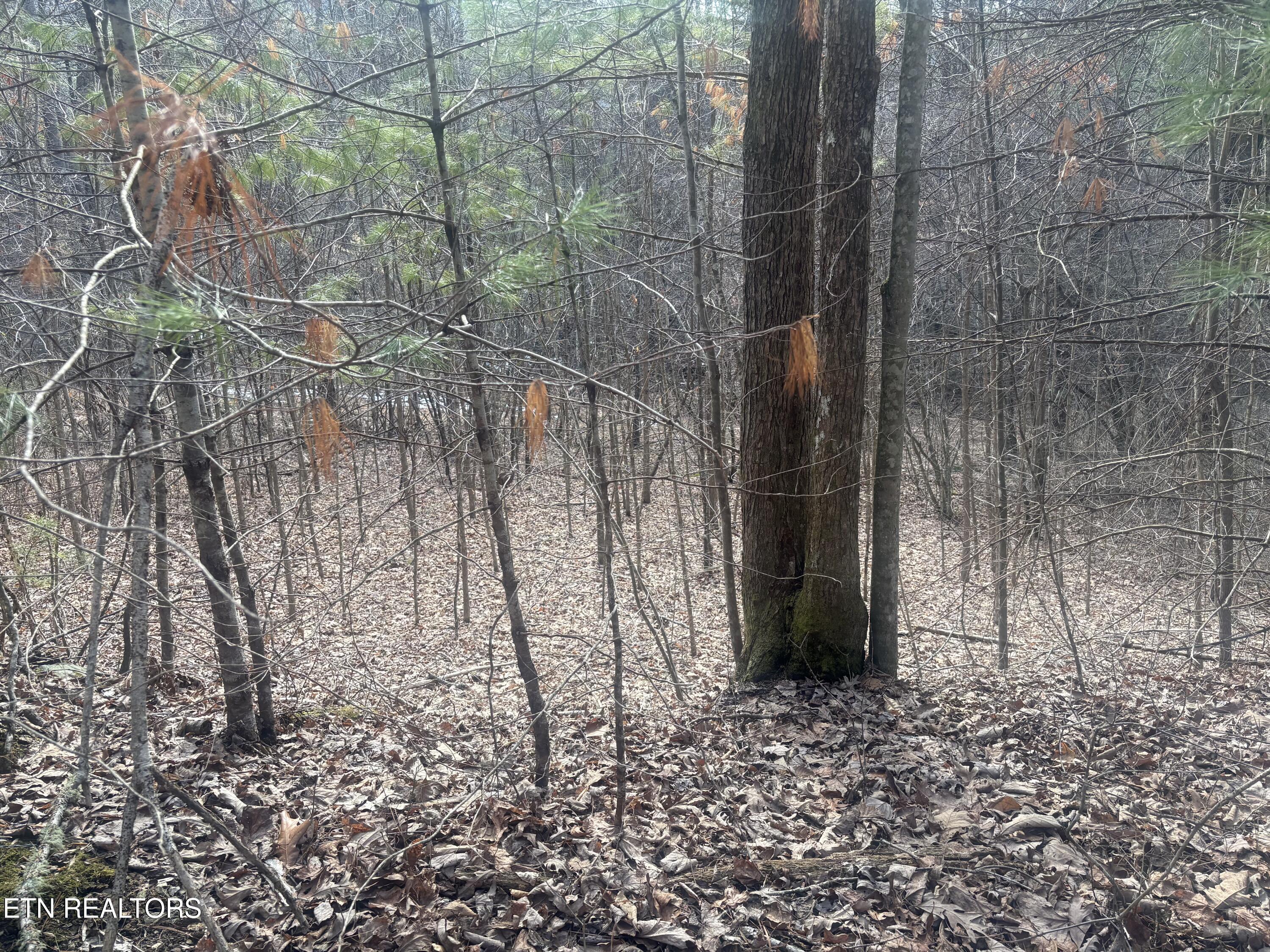 --- Sugar Maple Way Del Rio, TN 37727 - Photo 12 of 25 IMG_7954