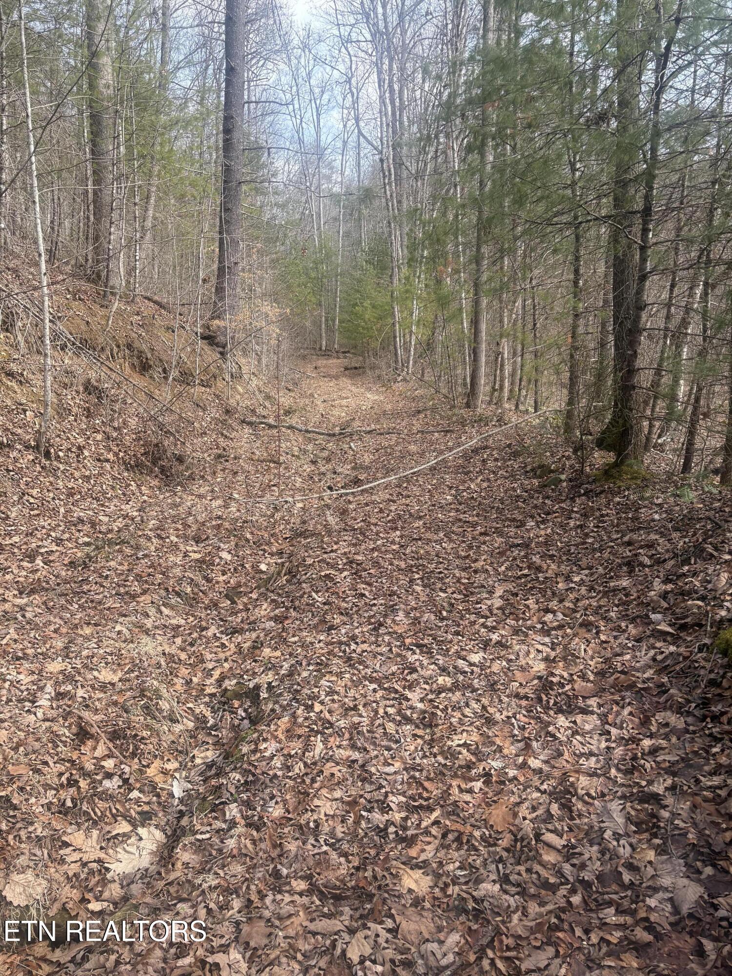 --- Sugar Maple Way Del Rio, TN 37727 - Photo 13 of 25 IMG_7952