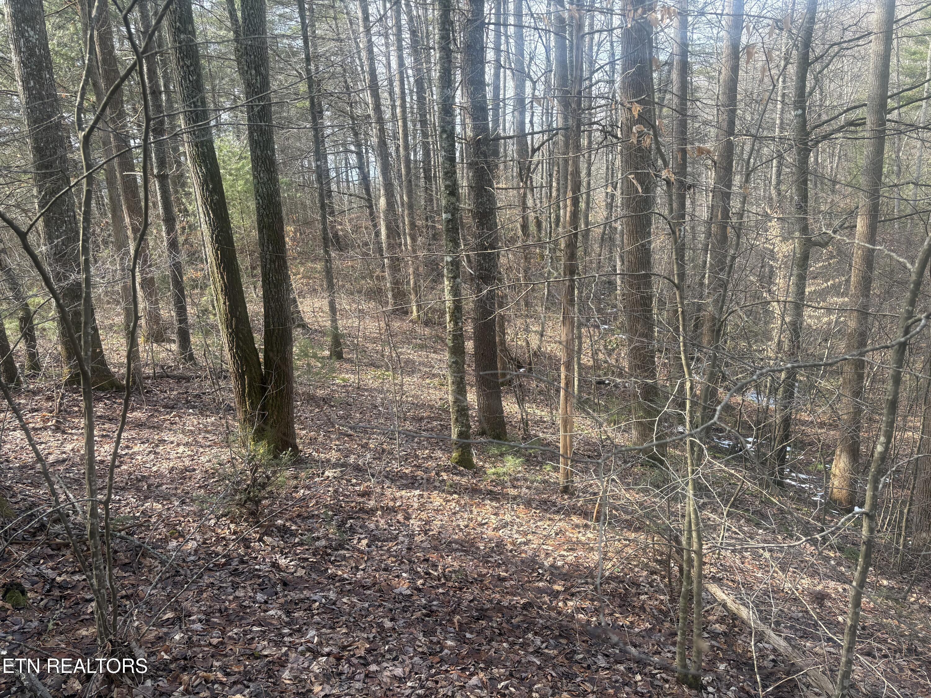 --- Sugar Maple Way Del Rio, TN 37727 - Photo 14 of 25 IMG_7969