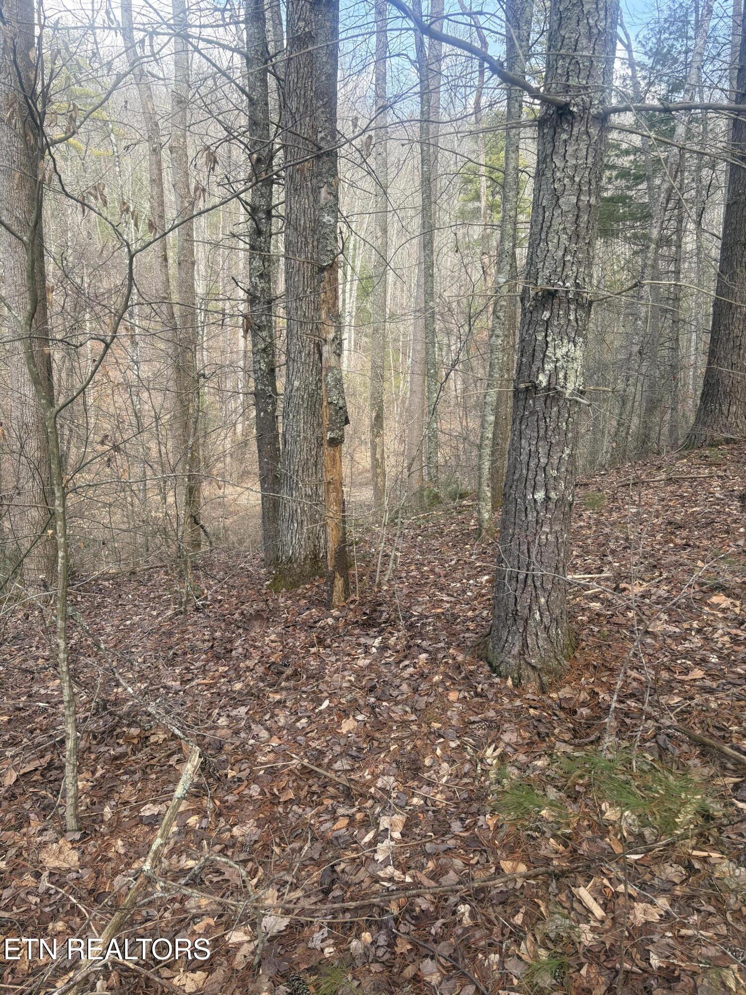 --- Sugar Maple Way Del Rio, TN 37727 - Photo 15 of 25 IMG_7967