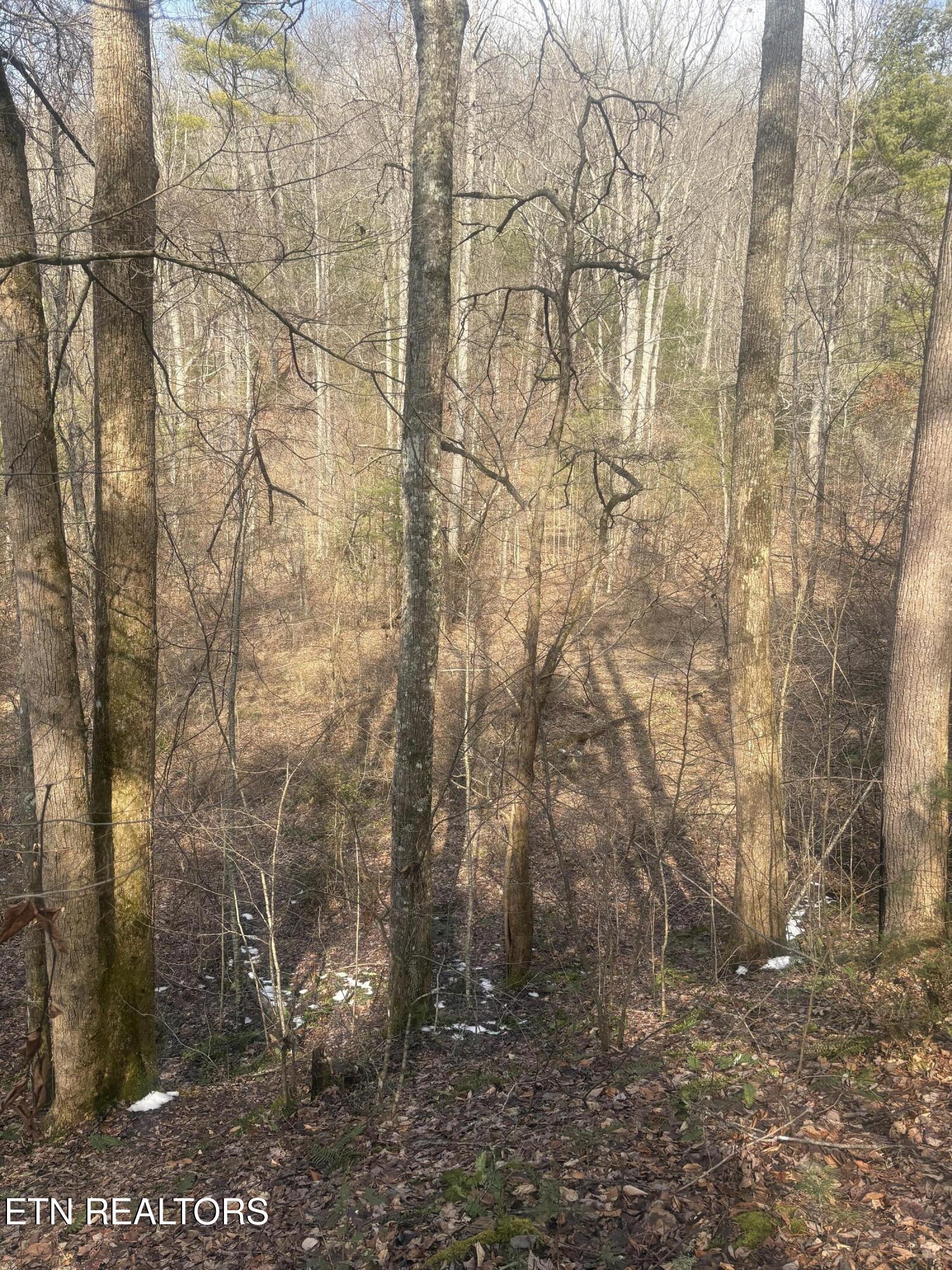 --- Sugar Maple Way Del Rio, TN 37727 - Photo 16 of 25 IMG_7968