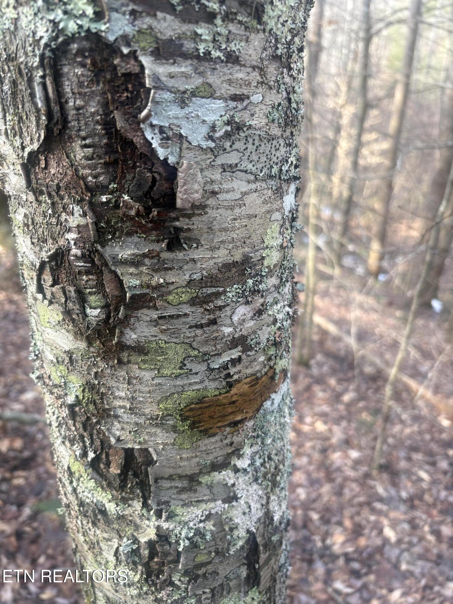 --- Sugar Maple Way Del Rio, TN 37727 - Photo 19 of 25 IMG_7970