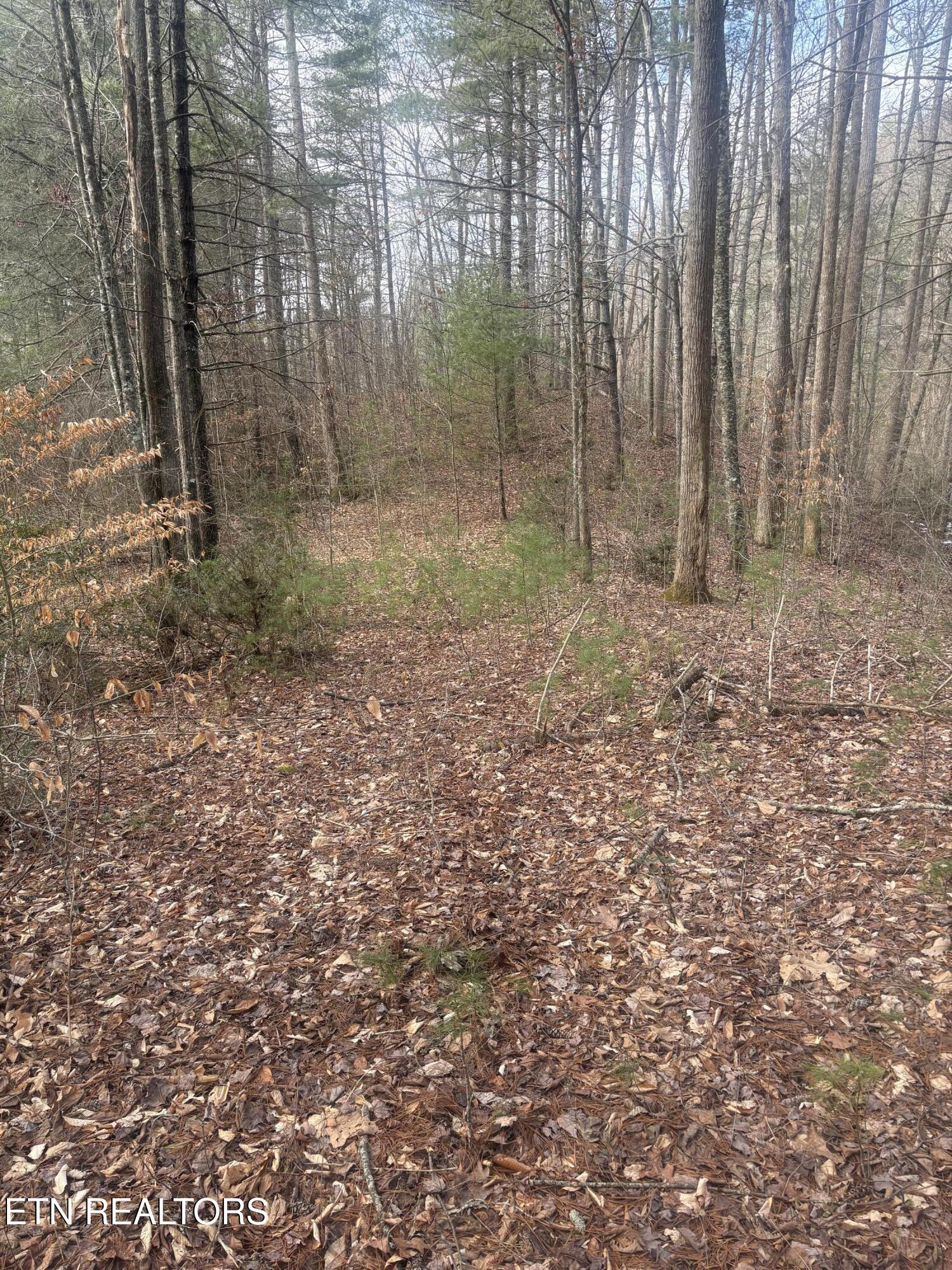 --- Sugar Maple Way Del Rio, TN 37727 - Photo 2 of 25 IMG_7966