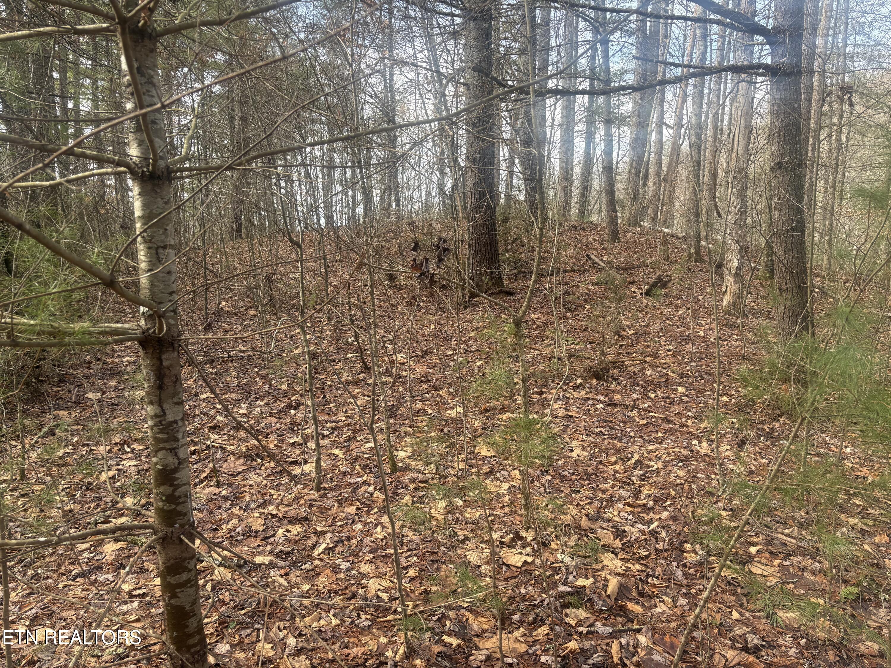 --- Sugar Maple Way Del Rio, TN 37727 - Photo 3 of 25 IMG_7963