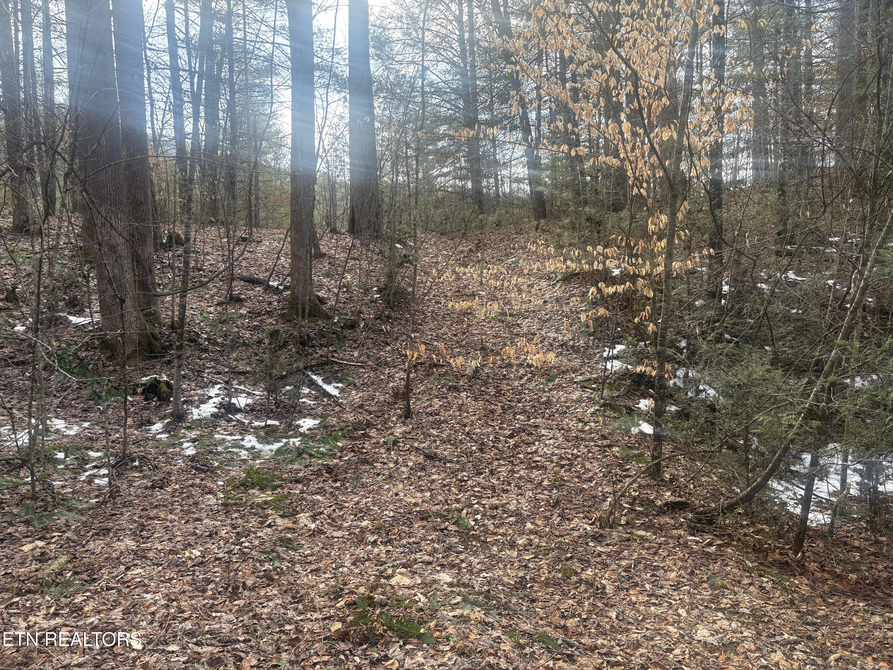 --- Sugar Maple Way Del Rio, TN 37727 - Photo 4 of 25 IMG_7962