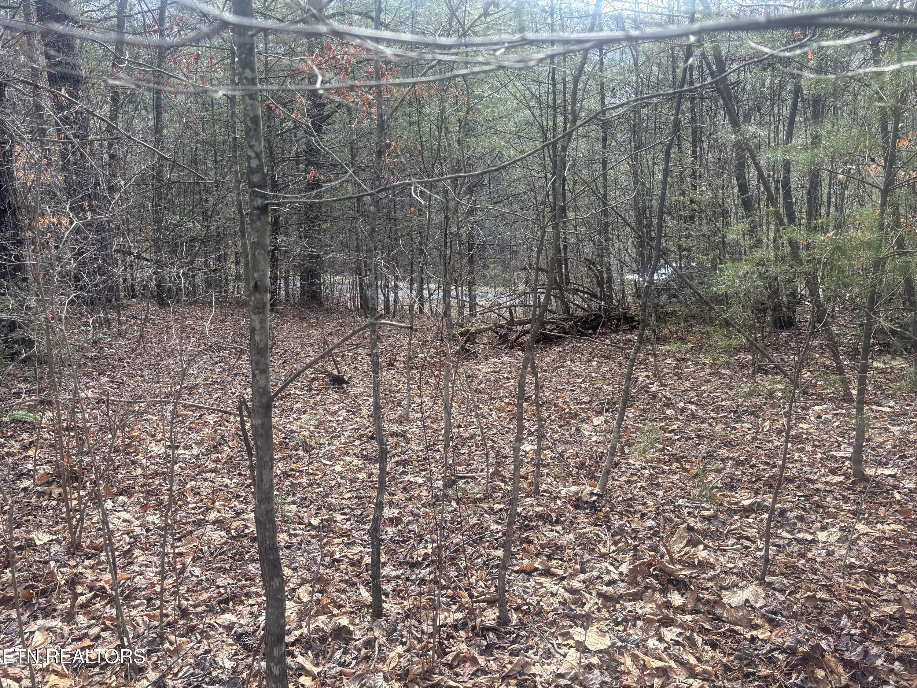 --- Sugar Maple Way Del Rio, TN 37727 - Photo 6 of 25 IMG_7964