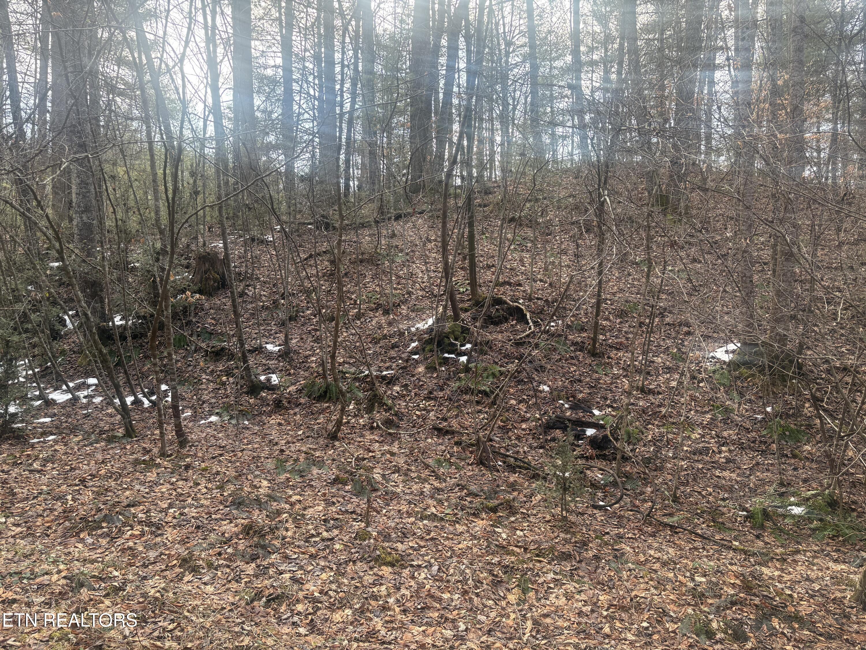 --- Sugar Maple Way Del Rio, TN 37727 - Photo 8 of 25 IMG_7960