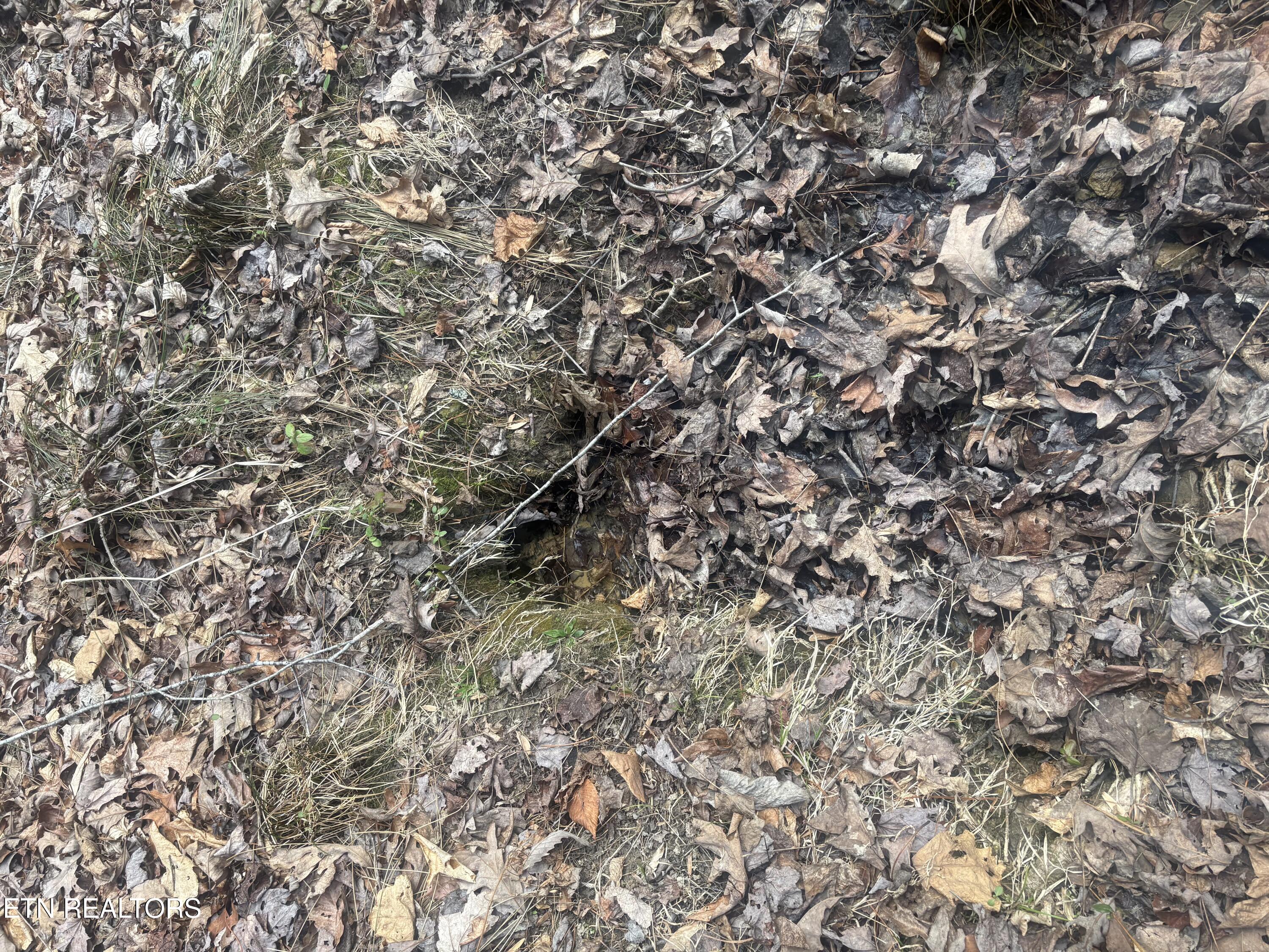 --- Sugar Maple Way Del Rio, TN 37727 - Photo 10 of 25 IMG_7956