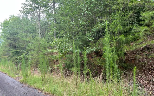 $35,000 | Lot 8 The Preserve At Beach Mountain, Warne, NC 28909