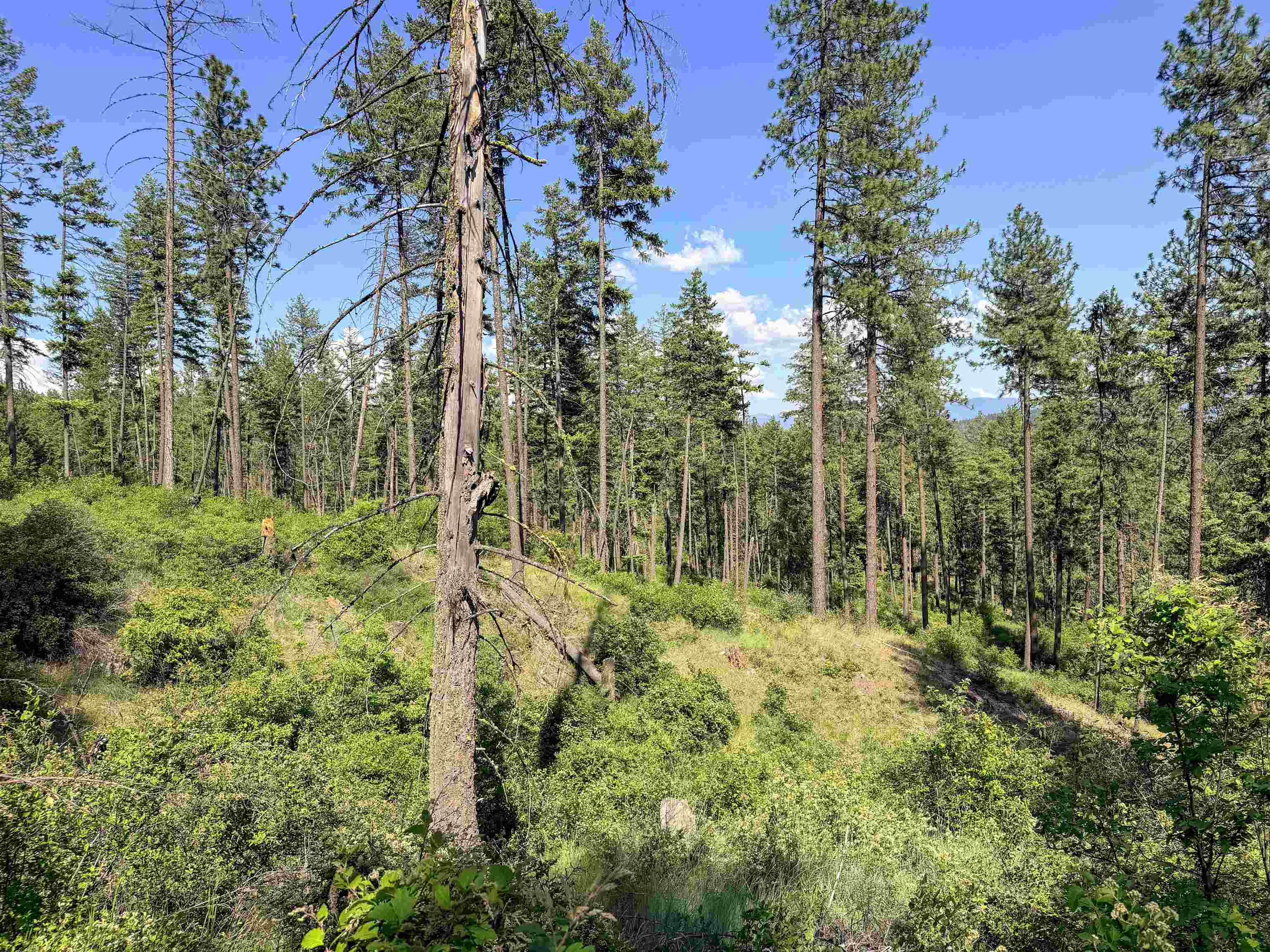 2008-tbd (e-h) Summit Valley Road Addy, WA 99101 - Photo 3 of 20