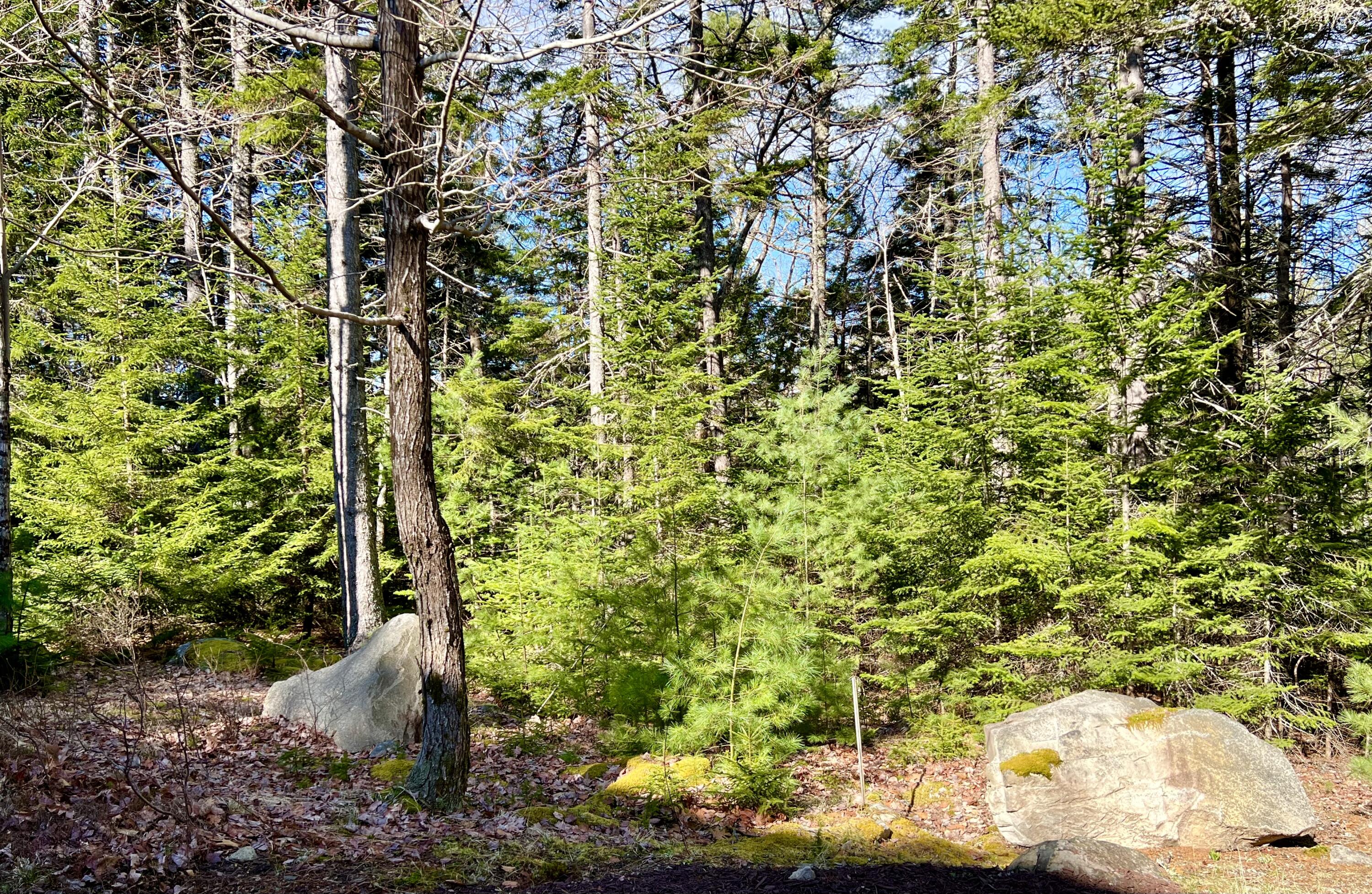 82 Beech Hill Road Mount Desert, ME 04660 - Photo 44 of 58 Land/woods