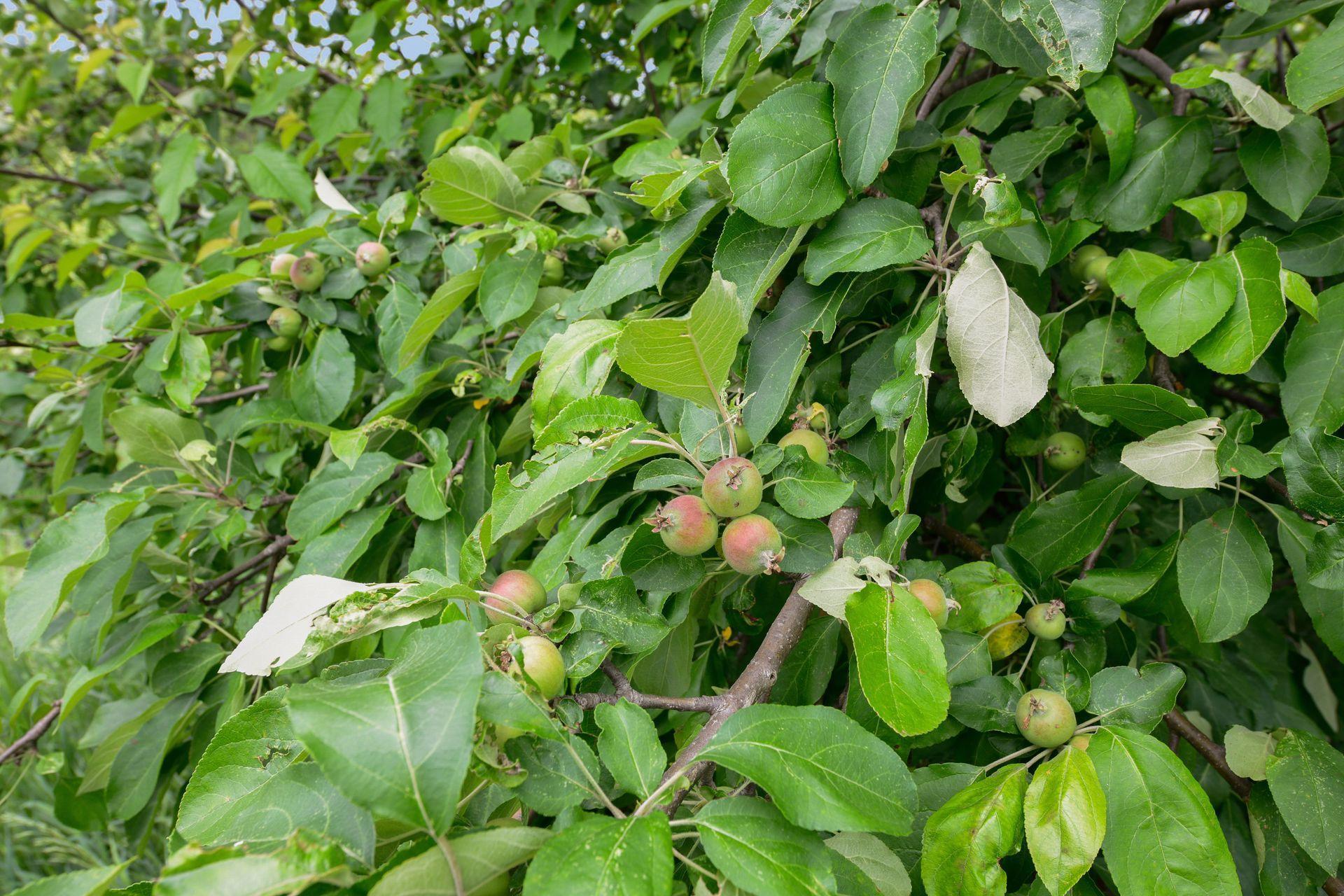 1755 Chateau Way Minnetrista, MN 55359 - Photo 83 of 125