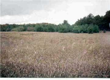 Primary Photo