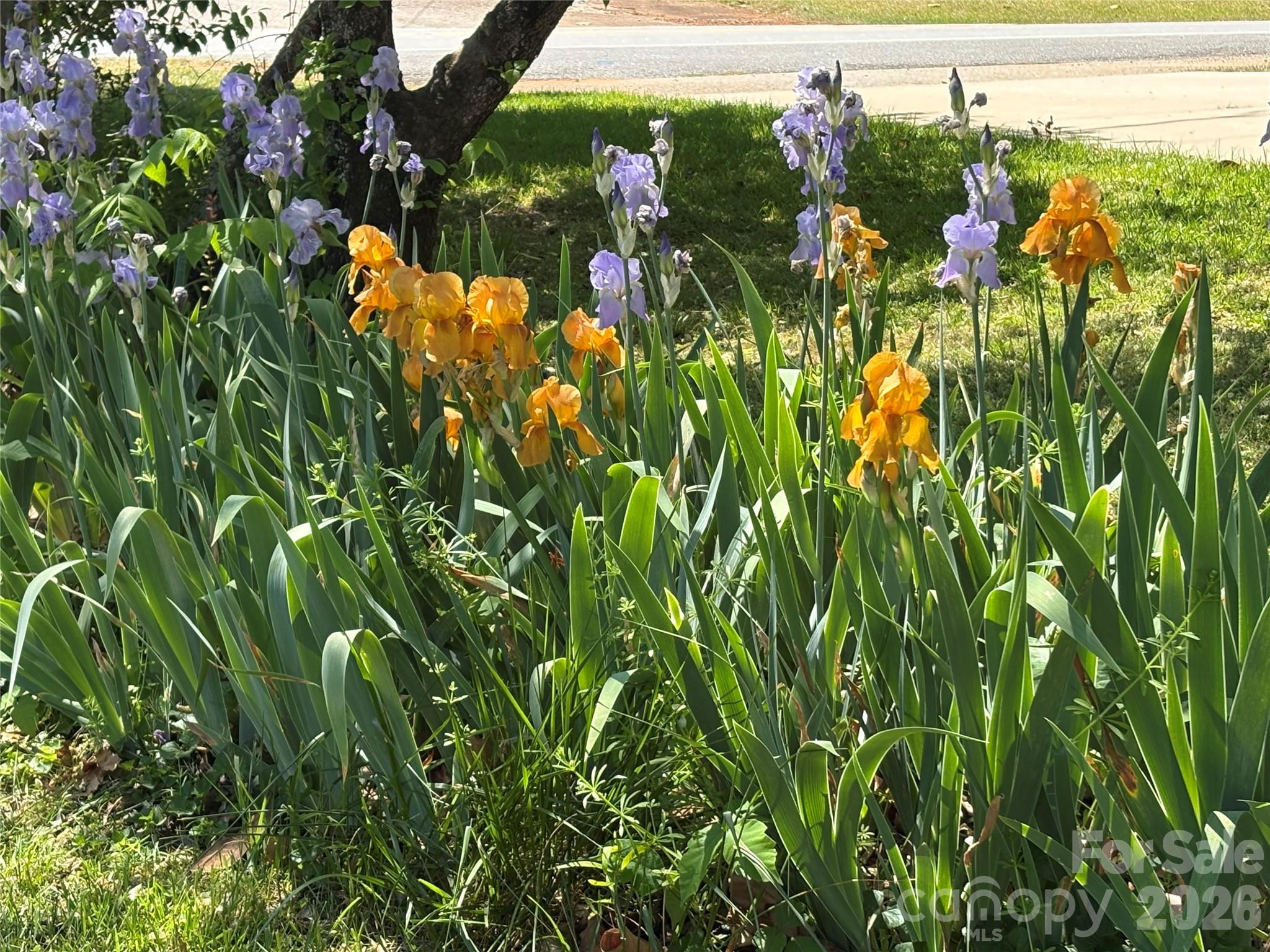 1249 Melvin Hill Road Campobello, SC 29322 - Photo 5 of 41 a view of a flower