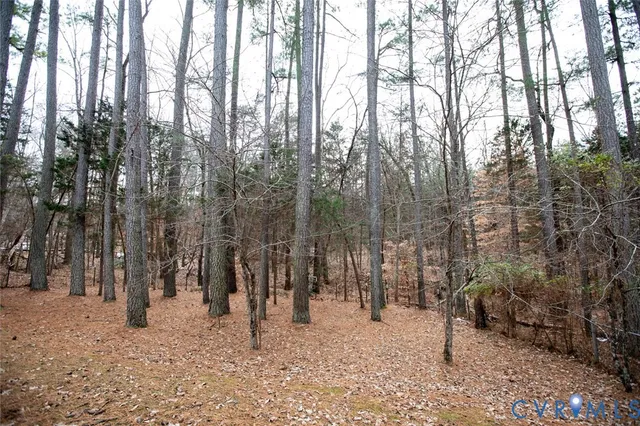 a view of a forest with trees in the background