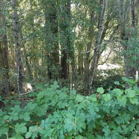 $425,000 | 80050 Road 442b Road, Piercy, CA 95587