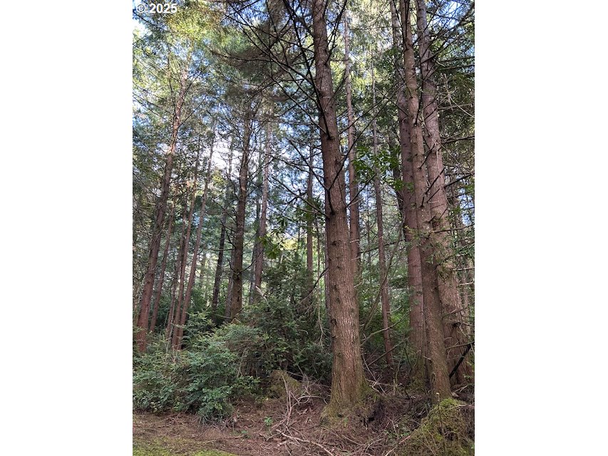 Southwest Flansberg Avenue Waldport, OR 97394 - Photo 2 of 2 a view of a forest with trees in front of it