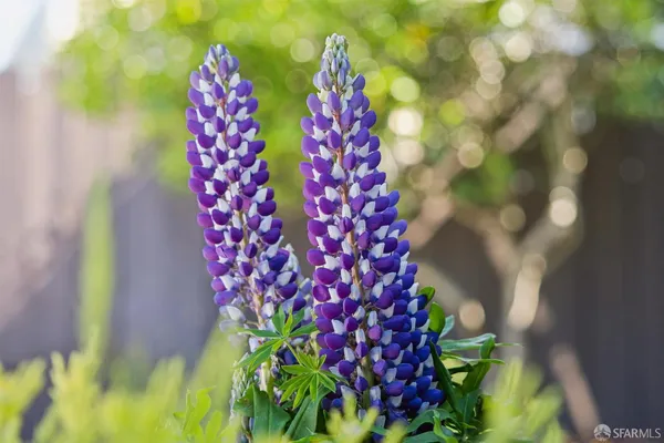 $1,195,000 | 433 Excelsior Avenue, San Francisco, CA 94112