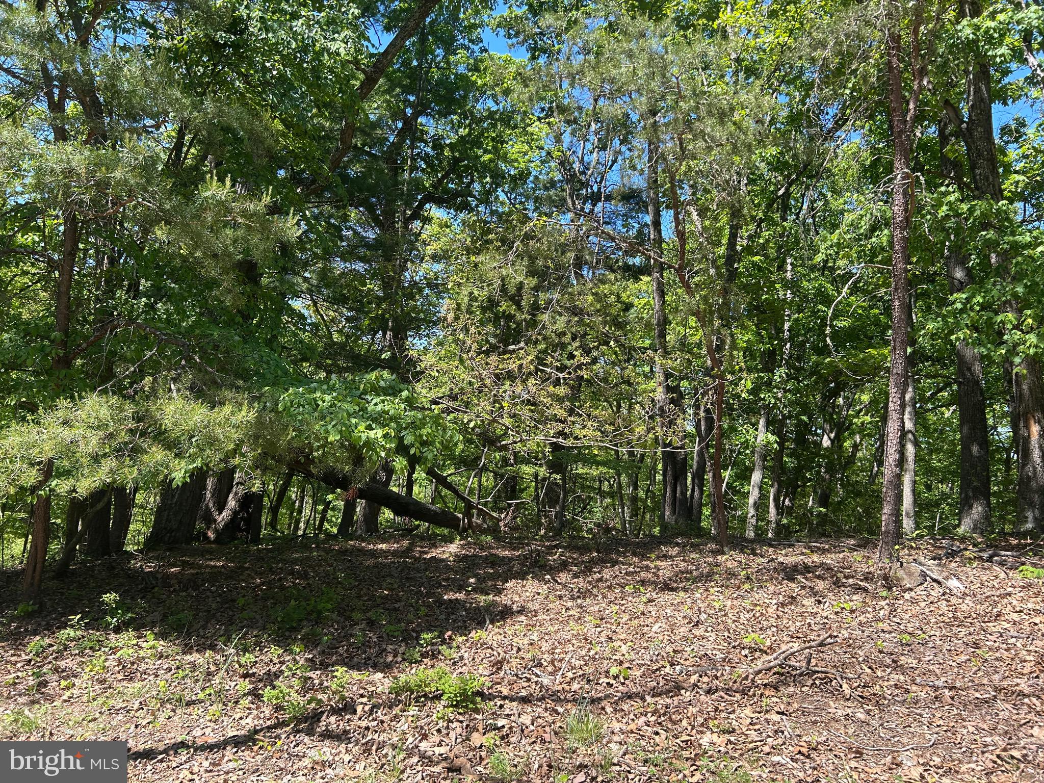South Timber Ridge Road Cross Junction, VA 22625 - Photo 16 of 32 a view of a yard with plants and trees