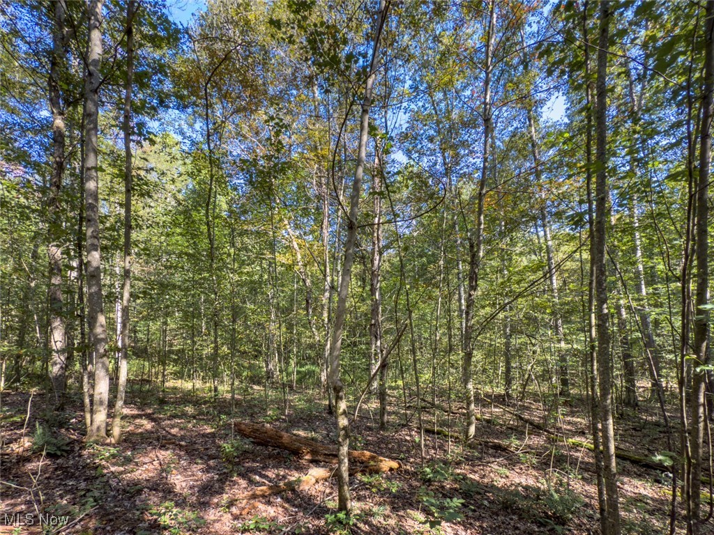 Lot 1 Shinn Road Stockport, OH 43787 - Photo 9 of 16 View of woods