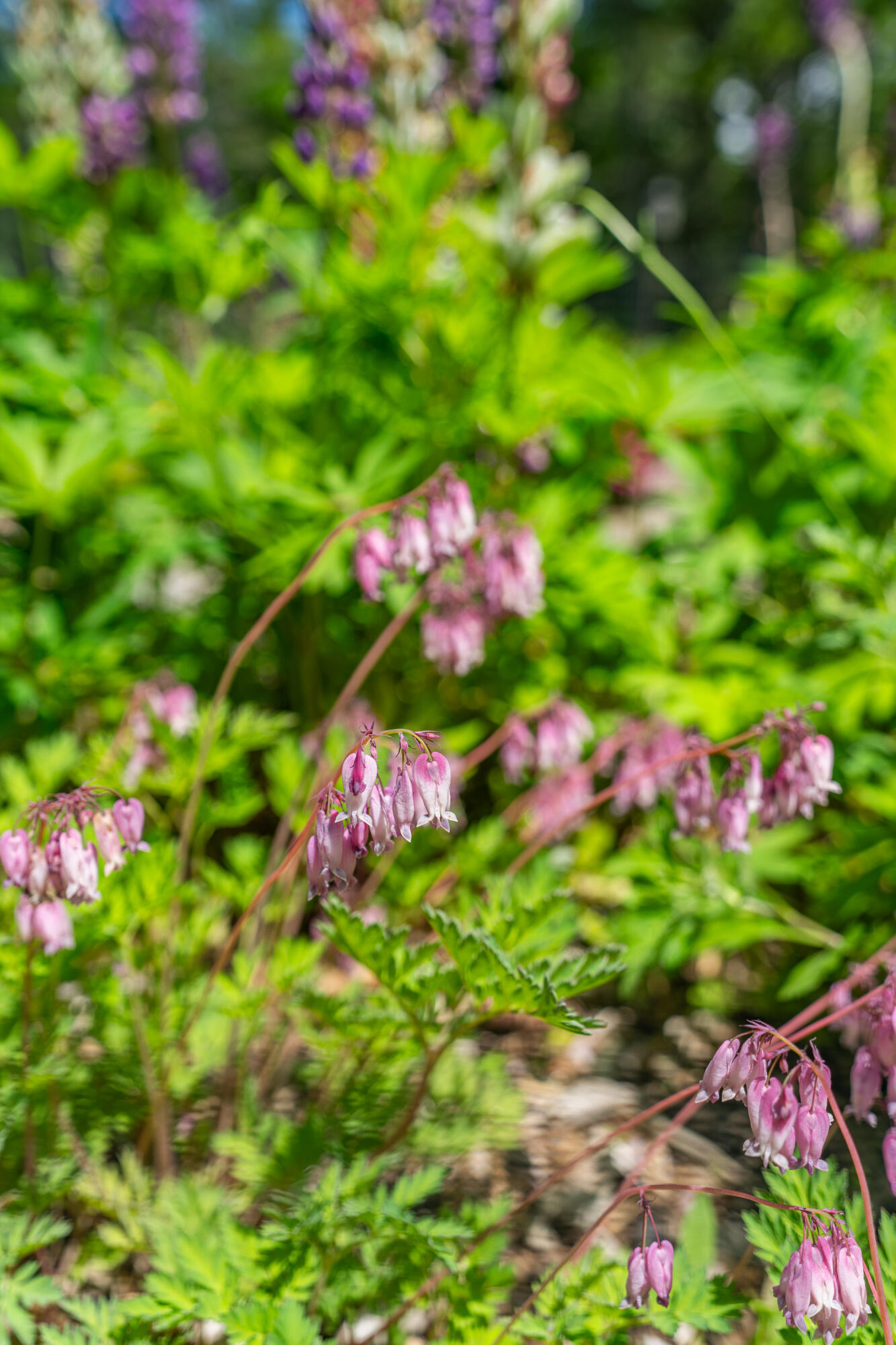 52 Oak Run Road Westport Island, ME 04578 - Photo 158 of 200