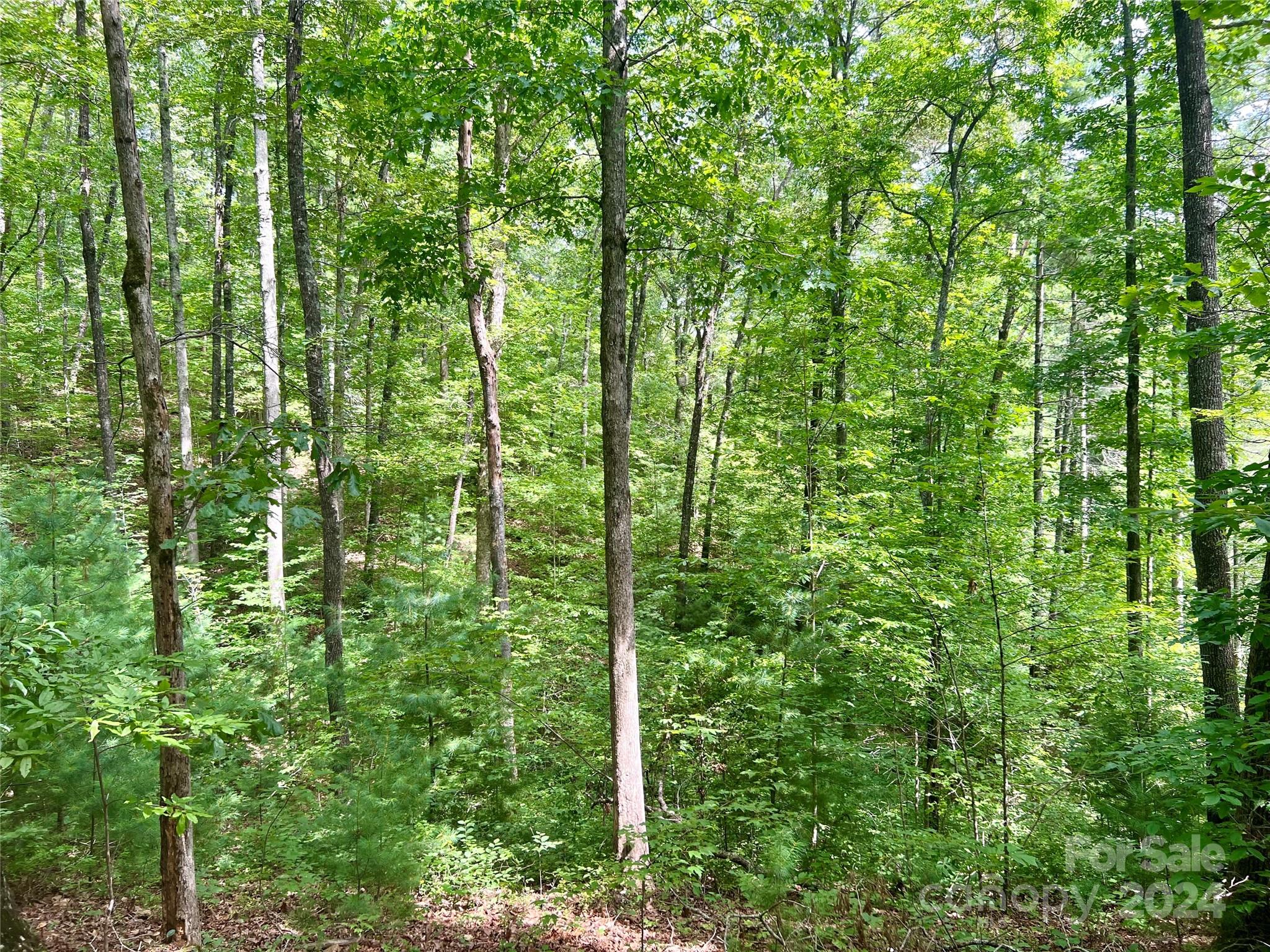 377 Jake Taylor Road Murphy, NC 28906 - Photo 11 of 19 a view of outdoor space and trees