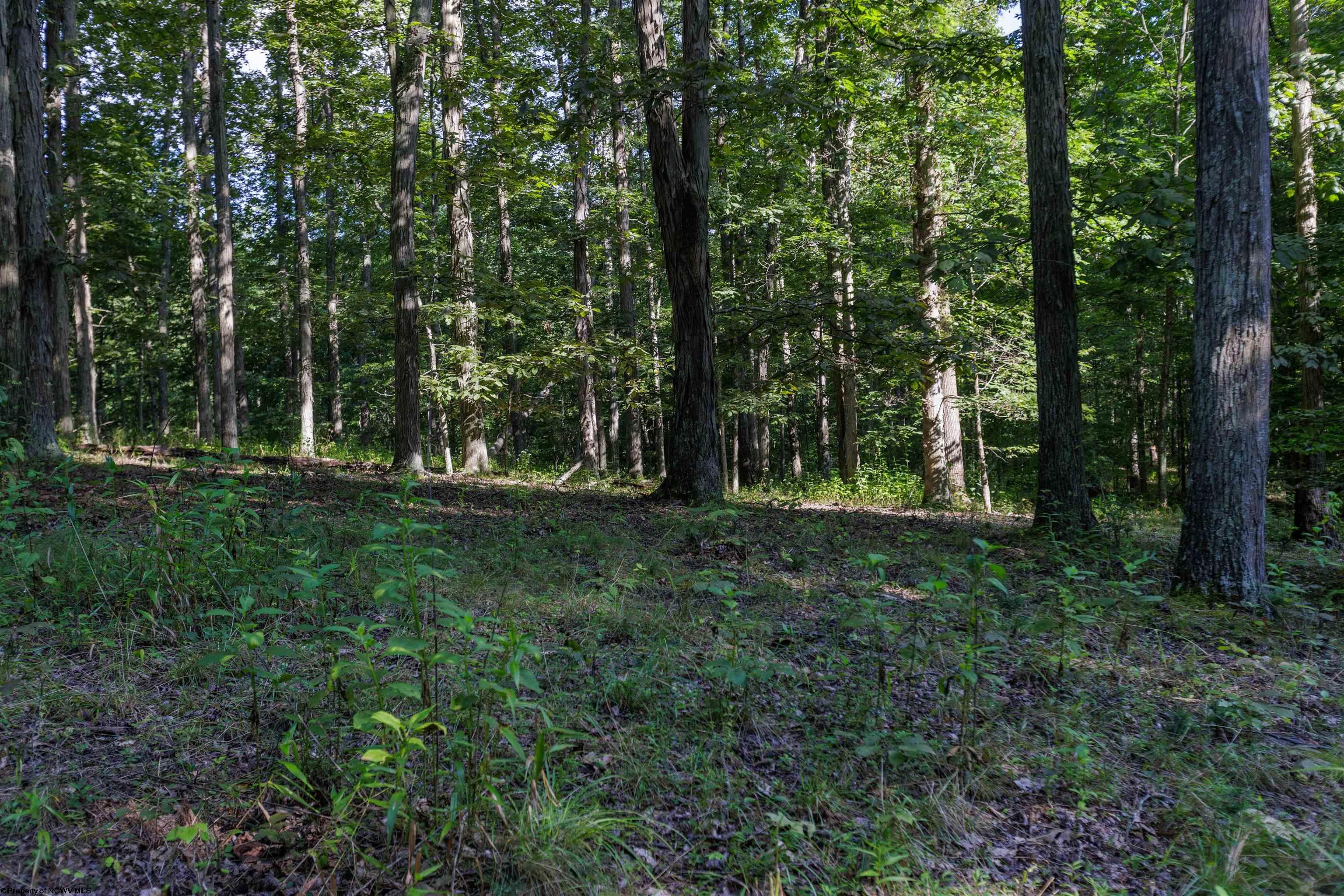 Tbd Green Valley Road Buckhannon, WV 26201 - Photo 41 of 49 Gallery Image 41