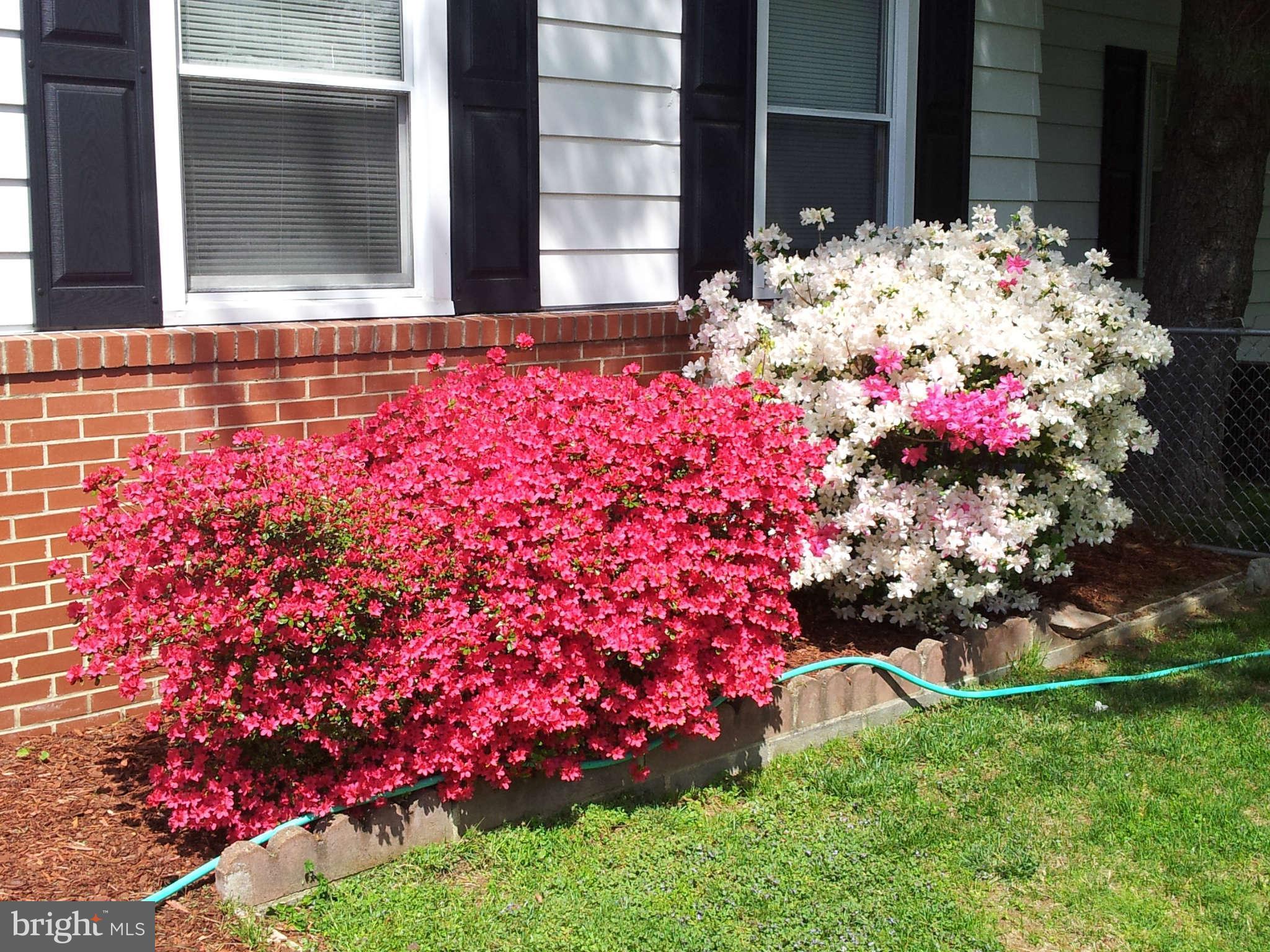 3103 Wayne Road Falls Church, VA 22042 - Photo 23 of 24 Garden
