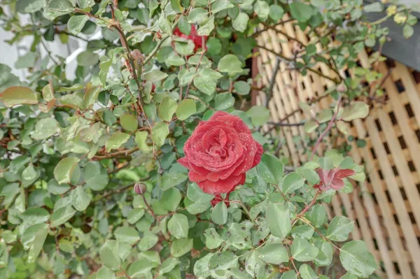 $419,500 | 618 Walsh Street, Grass Valley, CA 95945