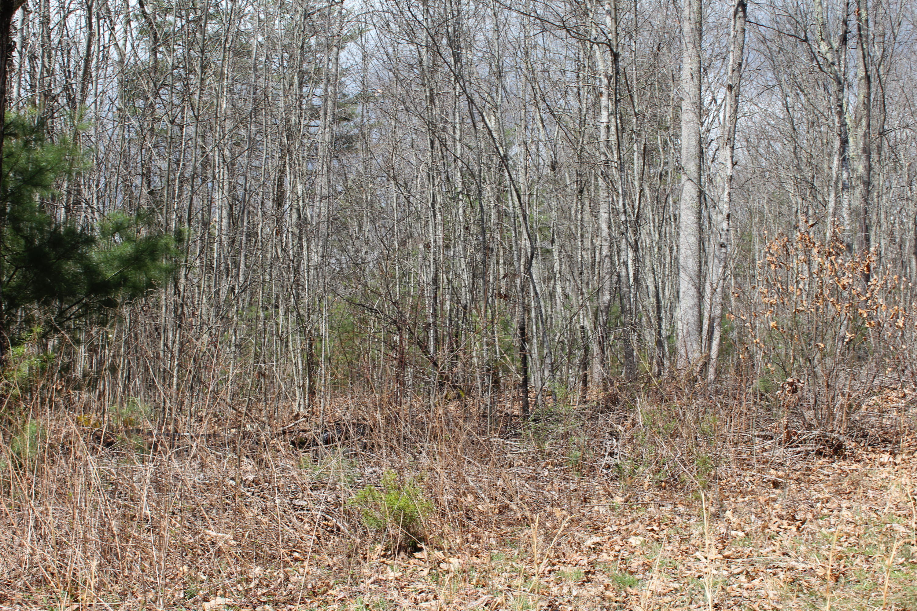 War Ridge Road Ballard, WV 24918 - Photo 7 of 7 Gallery Image 7